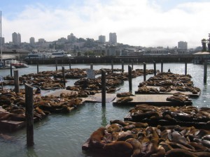 Sea Lions at Dock K, Pier 39, San Francisco